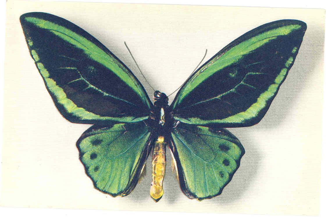 PAPILLON - N° 2 Ornithoptera Aruana - Papillons