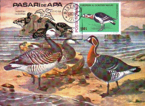 Romania 1988 MAXIMUM CARD Bird  BRANTA RUFICOLLIS ,very Nice. - Geese