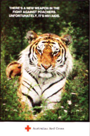 Big Cat - Tiger - Leones