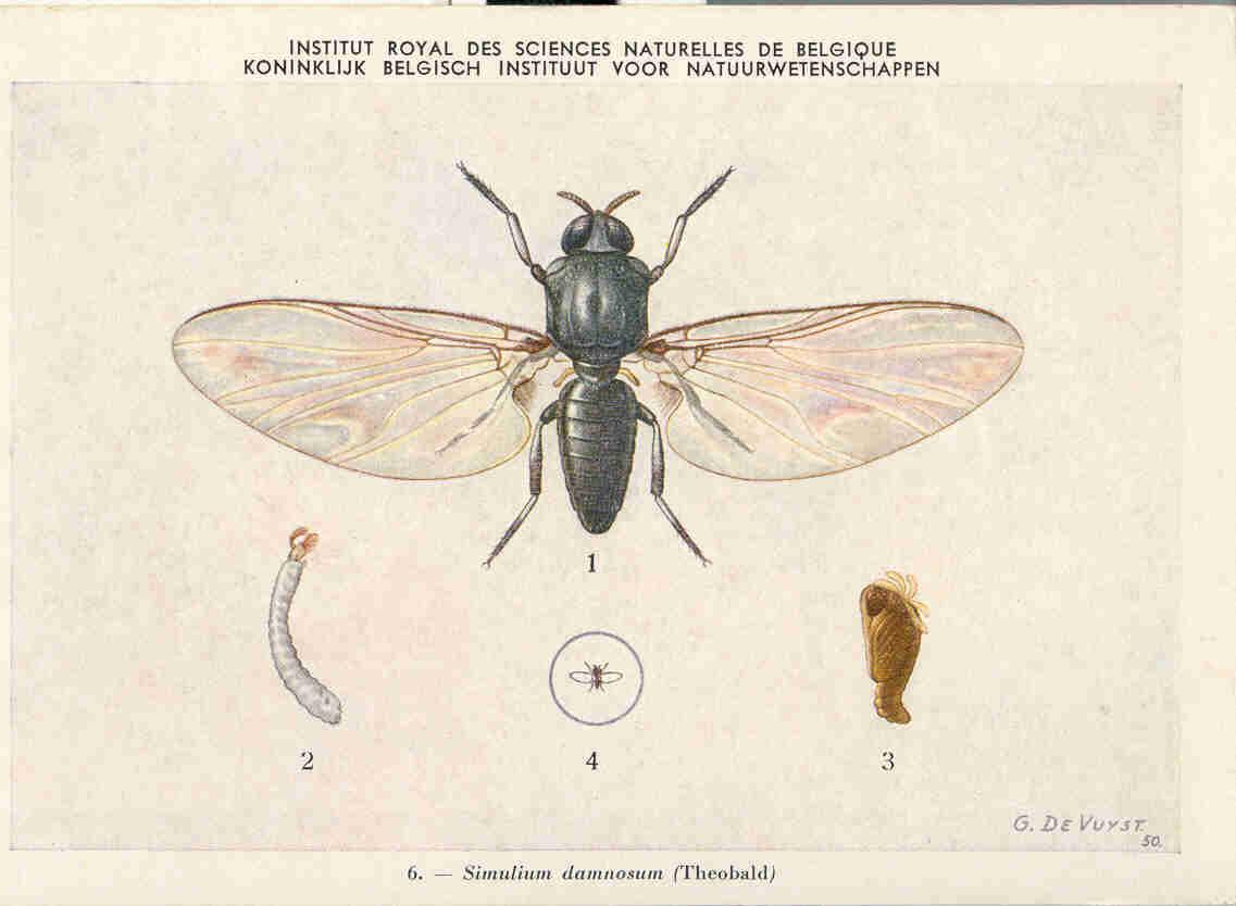 C P Sorte De Mouche - Simulium Damnosum - Insectes