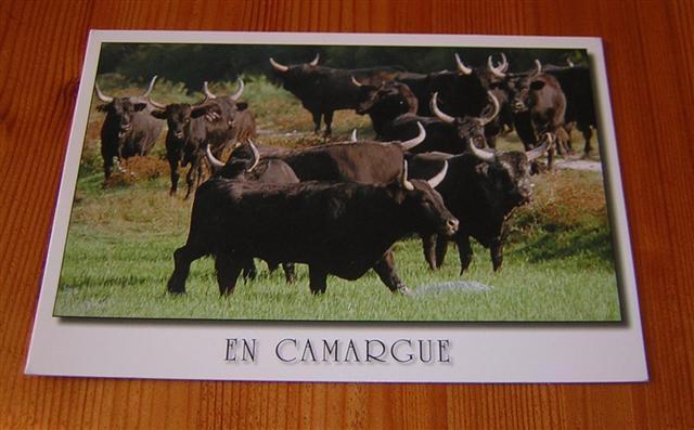 Cpm Taureaux De Camargue ( Bull ) - Stieren