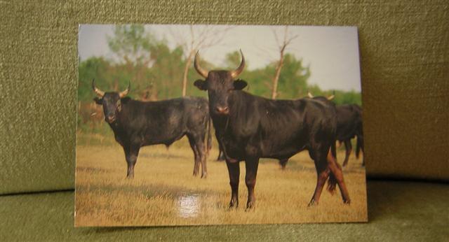 Cpm Taureaux De Camargue ( Bull ) - Stiere