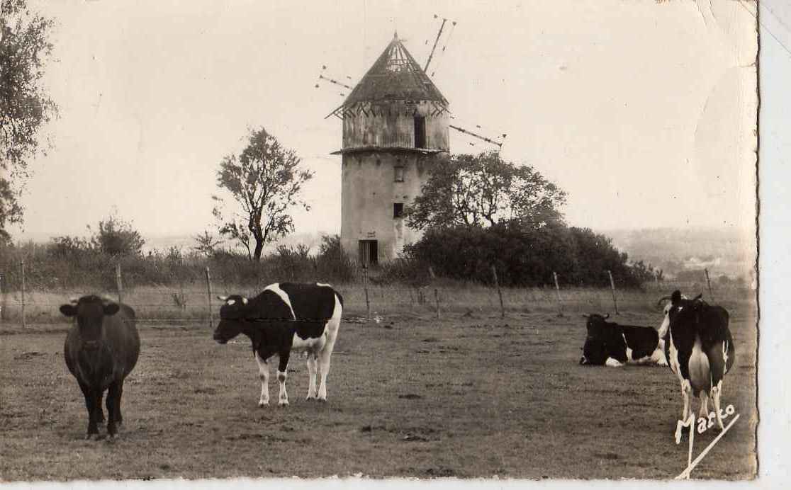 93 MONTFERMEIL Moulin à Vent, Ruines, Troupeau De Vaches, Ed Marco 25, CPSM 9x14, 1957 - Montfermeil