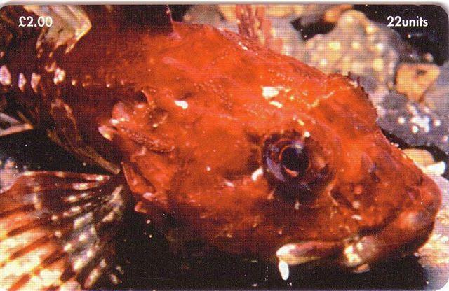 SCORPION FISH Taurulus Bubalis ( Isle Of Man ) Fish Poisson Fisch Pez Pescado Pesce Undersea Underwater Marine Sea Life - Peces