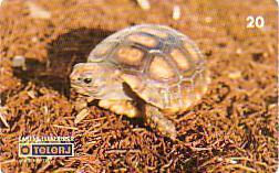 BRESIL BRASIL TURTLE TORTUE 20U SUPERBE - Turtles