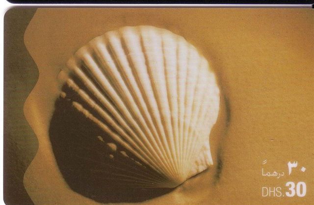 Animals - Undersea - Seashells – Conchiglia – Sea Shell – Coquille – Muschel – Seashell – Muszle - UAE 2 - Peces