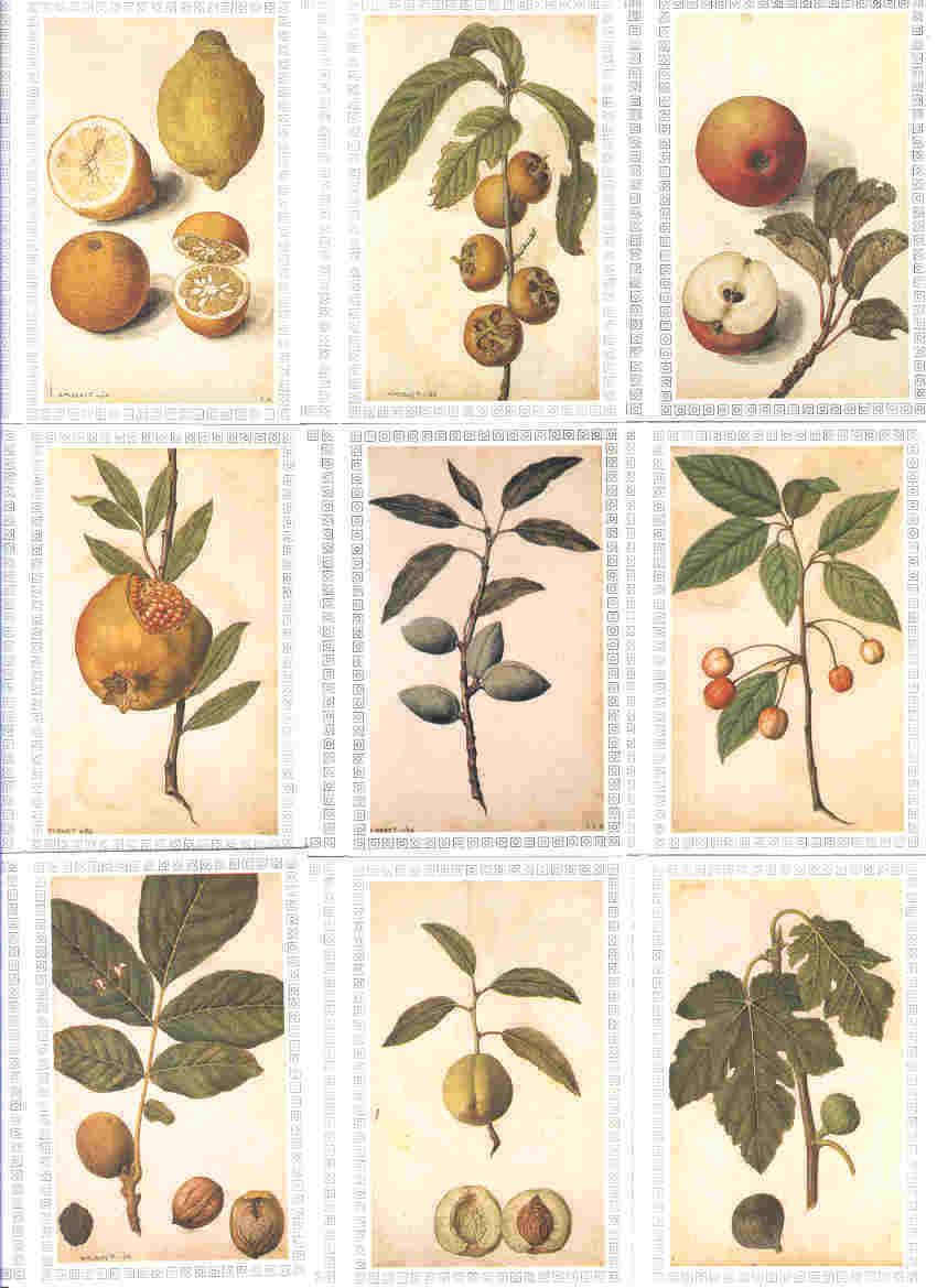 Lot De 9 Calendriers De Poche - Les Fruits ( Pub Pharmacie ) - Autres & Non Classés