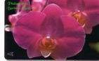 Flora (flore) – Flower - Fleur (fleurs)- Flowers – Blume - Orchid - Orchidee - Orchids - Singapore - Singapour ( 83SIGB) - Singapour