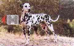 Animal - Fauna - Croatia Animals - Dog - Hund -  Perro - Chien - Cane  DALMATINAC - Honden