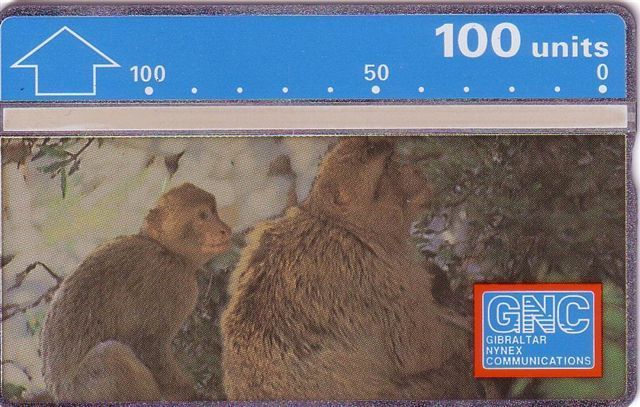 Gibraltar - Wild Animals – Jungle - Anomaoux Monkey – Singe – Affe – Singes - Affen - Monkeys - Mono – Singes – Scimmia - Gibilterra