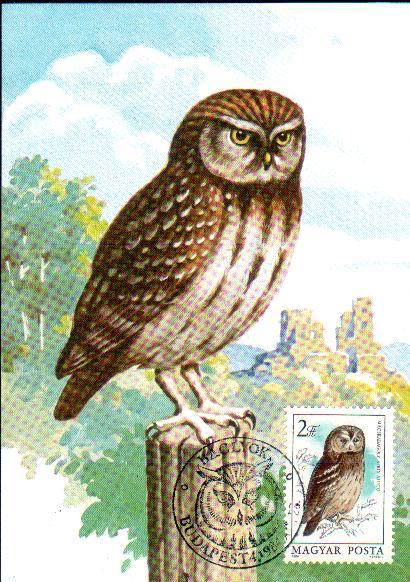 Hungary Maximum Card Bird Owls STRIX ALUCO 1984. - Owls