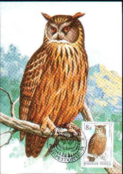 Hungary,Hiboux & Chouettes,CM, Maximum Card Bird Owls BUBO BUBO 1984. - Hiboux & Chouettes