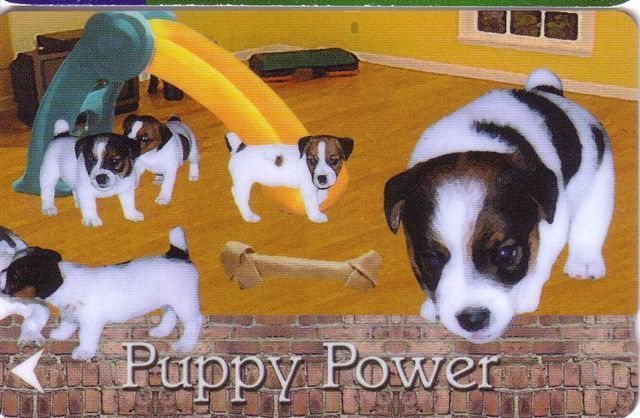 SINGAPORE - Singapour - Animal - Fauna - Dog - Clebs - Chien - Animals - Dogs Puppy Power - Chiens