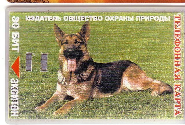 RUSSIA Animals - Fauna - Faune - Animaux - Dog - Hund -  Perro - Chien - Cane - Animal - Dogs - Chiens ( Fake Card ) - Honden