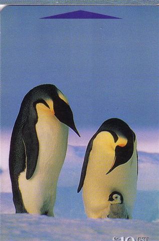 PENGUIN ( New Zealand ) Pingouin Manchot Pinguino Pinguin Penguins Polar Bird Polaire Oiseau Birds - Neuseeland