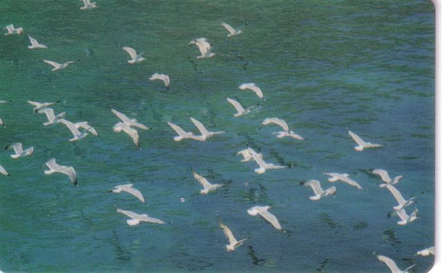 Sailboat - Glider - Sail - Sailing Boat –- Ship - Oiseaux -  Bird - Birds - Oiseau - Sea Gull - Mouette - Greece - Boten