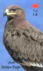 Birds Of Pray - Oiseaux - Bird – Oiseau - Eagle – Aigle - Adler – Eagles - Aquila – Vulture - Steppe Eagle 2 - Arenden & Roofvogels
