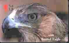 Birds Of Pray - Oiseaux - Bird – Oiseau - Eagle – Aigle - Adler – Eagles - Aquila – Vulture - Booted Eagle - Arenden & Roofvogels