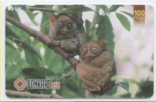 Bush Babies - Philippinen