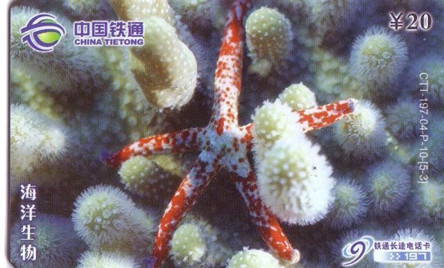 Animals - Undersea - Seashells – Conchiglia – Sea Shell – Coquille – Muschel – Seashell – Muszle - Red Star Fish - Poissons