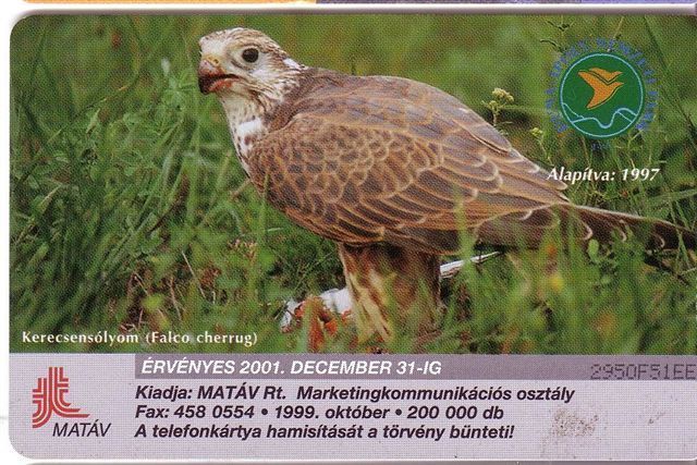 Animal - Fauna - Animals - Bird  - Birds - Falcons - Eagle -  Falcon FALCO CHERRUG - Águilas & Aves De Presa