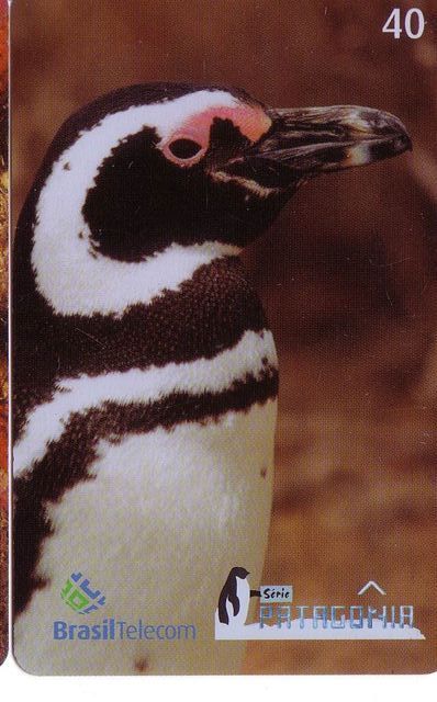 PENGUIN   ( Patagonia ) - Manchot - Pingouin - Penguins - Pingouins -  Polar - Polaire - Arctic - Antarctic - Bird - Pingouins & Manchots