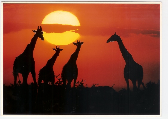 Girafe - Photo: Photo: Vloo (05-1439) - Giraffen