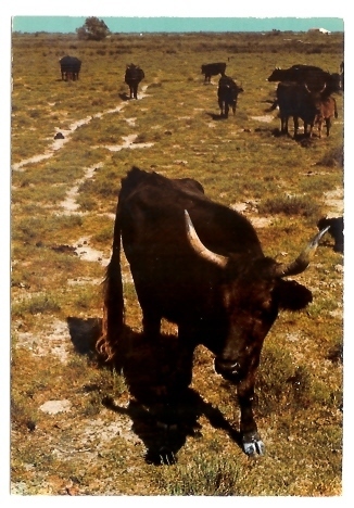 Taureau - Taureaux En Liberté En Camargue (05-1449) - Bull