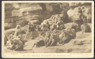 Sacred Baboons On Monkey Hill - Monkeys