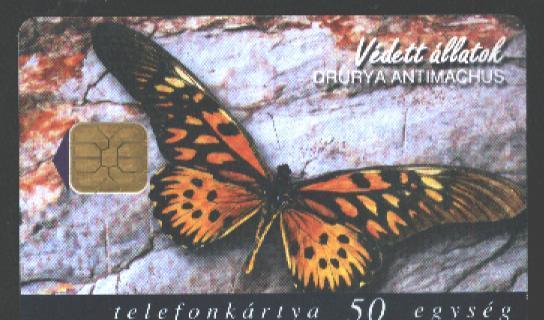 BUTTERFLY - HUNGARY - DRURYA ANTIMACHUS - Schmetterlinge