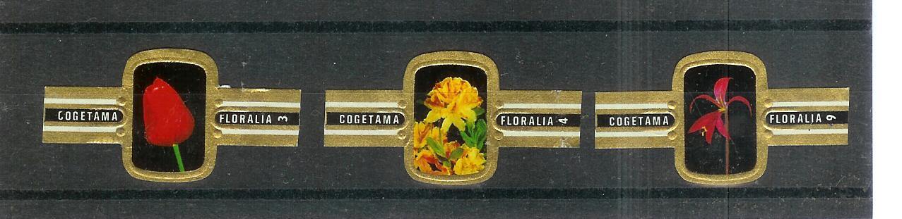 COGETAMA Floralia (3 Pièces) - Bagues De Cigares