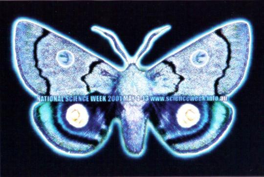 Blue Butterfly - Papillons