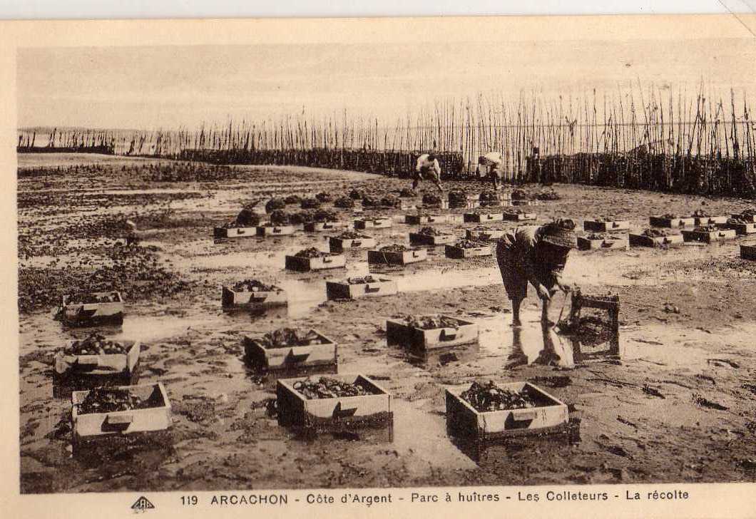 33 ARCACHON Parc à Huitres, Les Collecteurs, La Récolte, Beau Plan Animé CAP119 192? - Arcachon