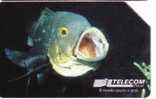 Animal - Fauna - Animals - Undersea - Underwater - Marine Life - FISH - Italy Pesce, Hard Card  L.15 000 - Peces