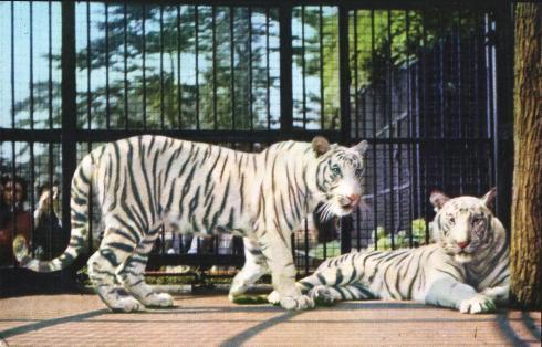 Big Cats: White Tigers At The Bristol Zoo - Tigres