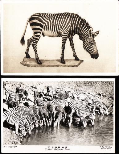 (2) Zebras - Zèbres