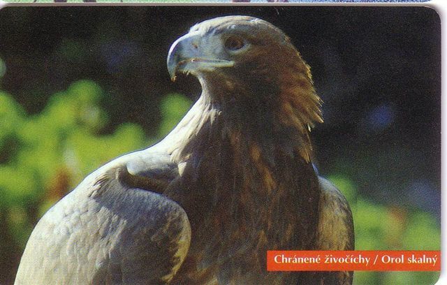 AIGLE ( Slovakia Rare Card ) * Eagle Adler Aguila Aquila * Birds Of Prey Raptors Raptor Bird Rapace Rapaces *OROL SKALNY - Aigles & Rapaces Diurnes