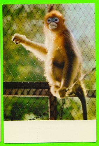 SINGE - RHINOPITHECUS ROXELLANAE - GOLDEN-HAIRED MONKEY - - Singes