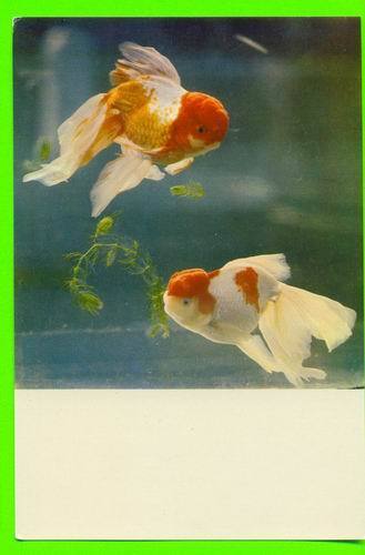 ANIMAUX - CARASSIUS AURATUS - GOLDEN FISH - POISSON ROUGE - - Poissons Et Crustacés