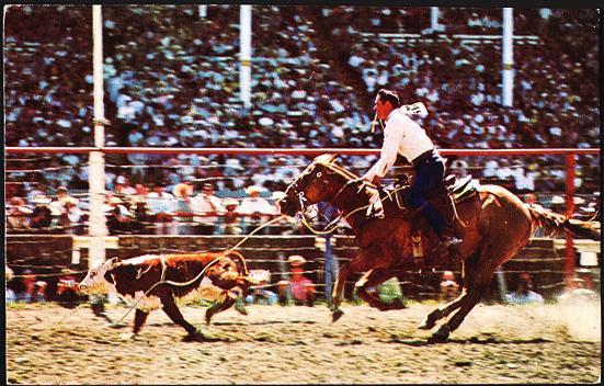 Cowboy On Horse - Calf Roping - Hípica
