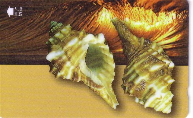 SEA SHELL - Coquille - Seashells &ndash; Conchiglia &ndash; Muschel &ndash; Seashell &ndash; Muszle - Shells - CYMATIUM - Peces