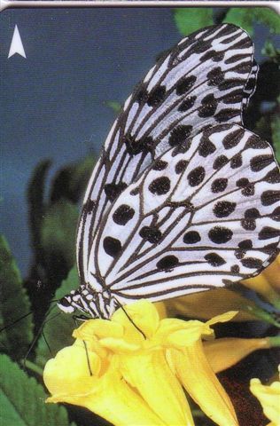 Animal - Fauna - Animals - Butterflies - Papillon - Singapore Butterfly C.T. Nymph - Sonstige & Ohne Zuordnung