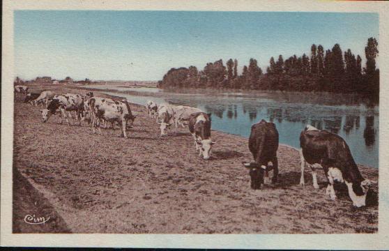 Carte Postale De PONT DE VAUX - Troupeau De Vaches Sur Les Bords De Saône. - Pont-de-Vaux