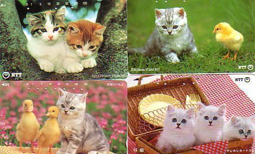 JAPON LOT 10 CARTES CHATS DIFF SUPERBE - Cats