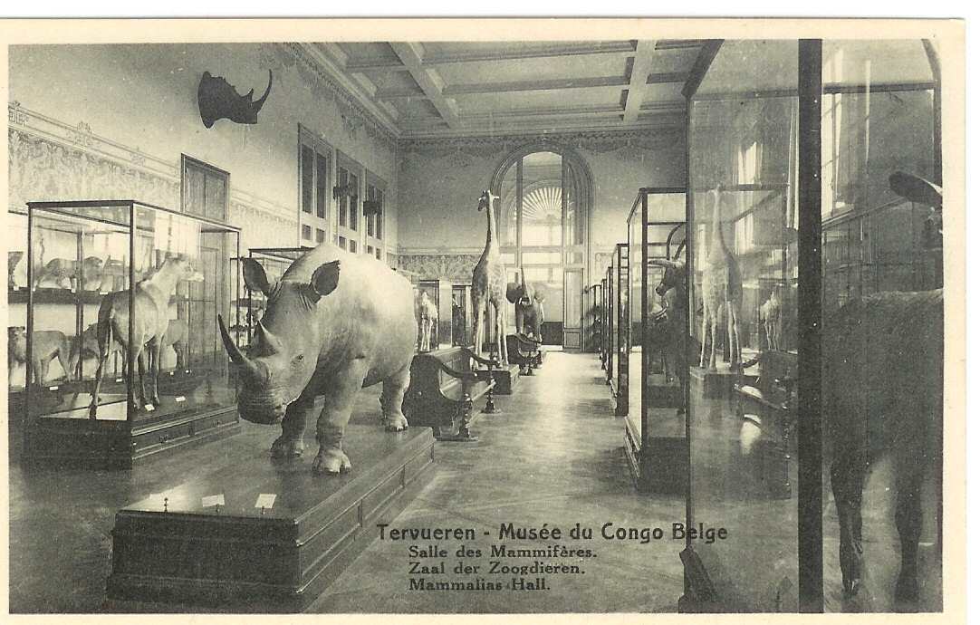 TERVUREN Musée Du Congo Belge - Salle Des Mammifères (état Neuf) - Tervuren