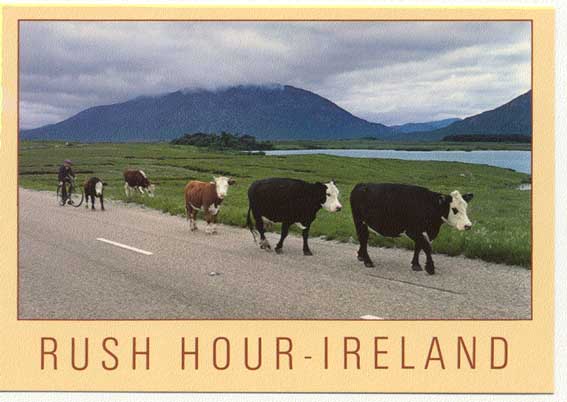 IRLANDE - Vaches Irlandaises - Sonstige & Ohne Zuordnung