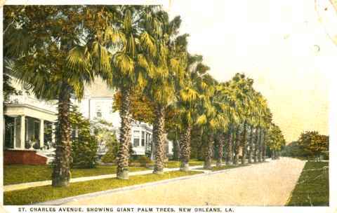 ST CHARLES AVENUE SHOWING GIANT PALM TREES NEW ORLEANS LA - New Orleans