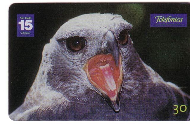 Animal - Fauna - Animals - Birds - Eagle - Falcon - Bird - Falcons - Eagles -  Morphnus Guianensis - Brazil
