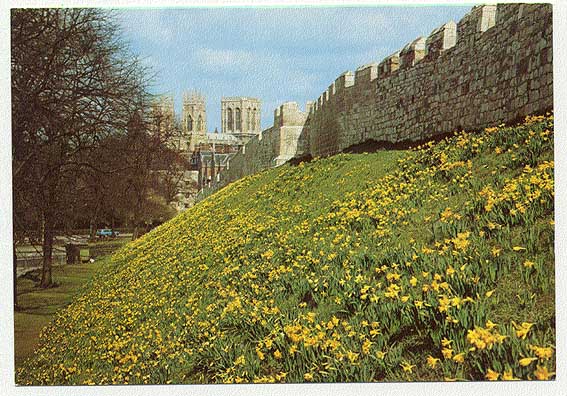 ANGLETERRE - YORK - Jonquilles Le Long Des Remparts De La Ville - York