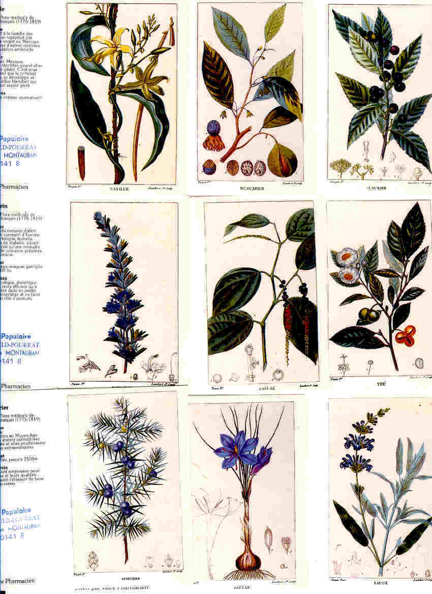 Lot De 12 Calendriers De Poche " Les Plantes Aromatiques " ( Pub Pharmacie ) - Petit Format : 1991-00